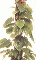Dekorativni lišće - Philodendron